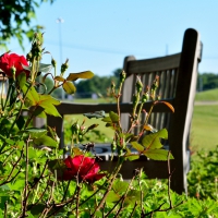 Scenic Spring Morning