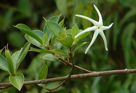 Strange Flower - white, flower, strange, amazing