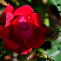 Macro Shadow Rose