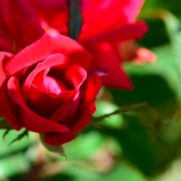 Beautiful Red Rose