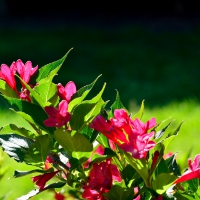 Red Rose Tree