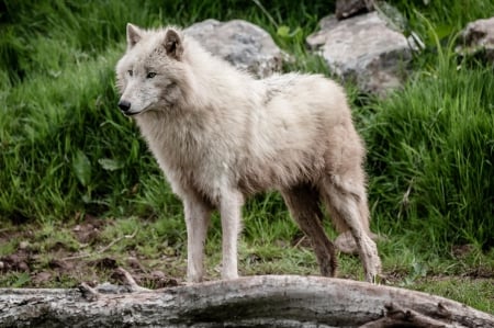 White Wolf - nature, predator, wolfpark, arctic, wildlife