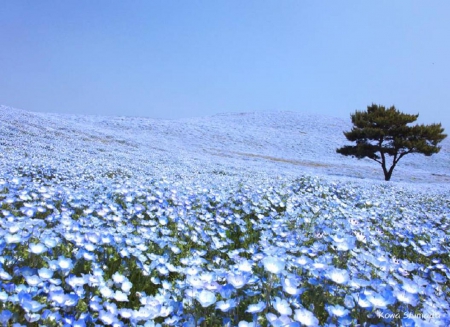 Nemophila Hill - ibaraki, hill, japan, scenery, flowers, nature, japanese