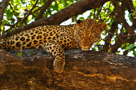 Leopard Resting - wildlife, predator, tree, wildcat