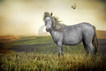 The beauty of the hill - hill, animals, field, wallpaper, mountaind, art, abstract, wilderness, horse, wild, digital art, manipulation, wild animals