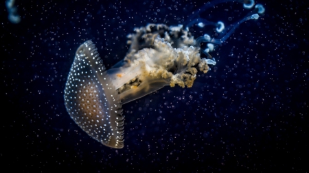 Glowing Jellyfish Underwater