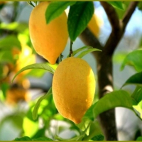 ~Lemons ~