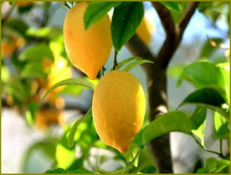 ~Lemons ~ - fruit, Lemons, tree, leaves