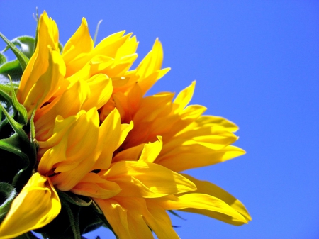 â˜€ Morning SunFlower â˜€ - fresh, sky, bright, yellow, sunflower, sunshine