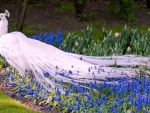 Leucistic Peacock