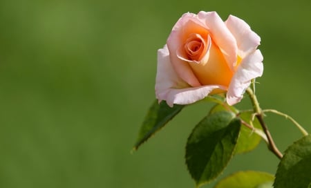 Rose - orange, one, rose, beautiful