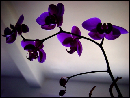 Purple Orchid - flower, purple, bright, stem, orchid, colorful, exotic