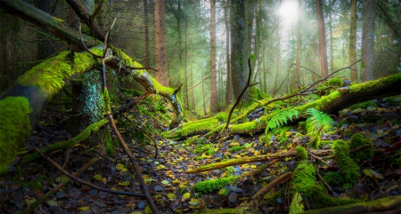 Winter Sun Illuminates The Forest - mystic, morning, trees, moss, path, forest, sun light, beautiful, fog, leaves, germany, trunks