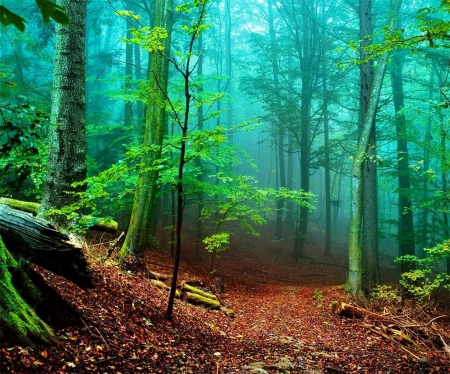 Misty Green - nature, bright, trees, forest, colorful, seasons, green, mist