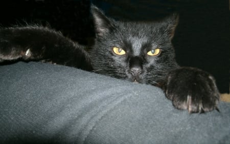 black cat - evil, cats, animals, black