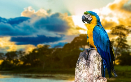 Macaw - sky, tree stump, feathers, mountain, water, parrot, flowers, rock, tree, birds