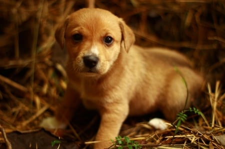 Dog - animal, pretty, cute, animals, beautiful, sweet, puppy, puppys, dogs, lovely, dog