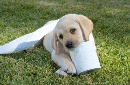 Labrador - puppy, animals, lovely, pretty, puppys, beautiful, dog, animal, dogs, sweet, cute