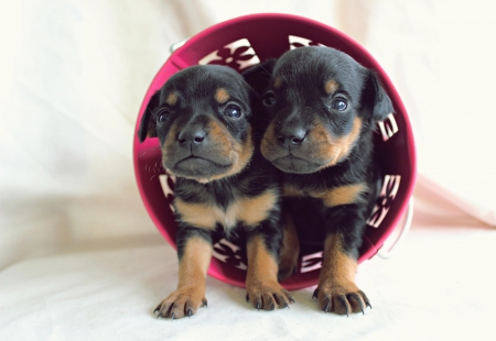 Rott - pretty, puppys, beautiful, dog, lovely, sweet, animal, dogs, cute, puppy, animals