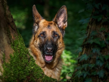 German shepherd - animal, pretty, cute, animals, beautiful, sweet, puppy, puppys, dogs, lovely, dog