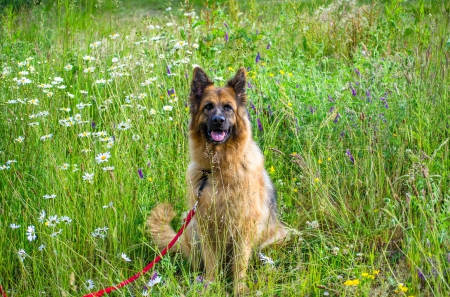 German shepherd - pretty, puppys, beautiful, dog, lovely, sweet, animal, dogs, cute, puppy, animals