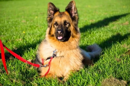 German shepherd - pretty, puppys, beautiful, dog, lovely, sweet, animal, dogs, cute, puppy, animals