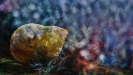 underwater - water, shell, fantasy, underwater