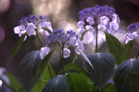 Spring - flower, pink, cute, beautiful, flowers, photo, spring, lovely, nature, green