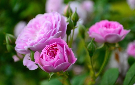 Spring - flower, pink, cute, beautiful, flowers, photo, spring, lovely, nature, green