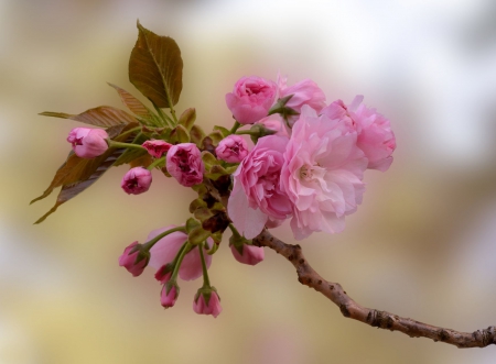 Spring - flower, pink, cute, beautiful, flowers, photo, spring, lovely, nature, green