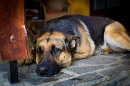 German shepherd - puppy, animals, lovely, pretty, puppys, beautiful, dog, animal, dogs, sweet, cute