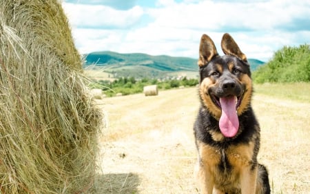 German shepherd - pretty, puppys, beautiful, dog, lovely, sweet, animal, dogs, cute, puppy, animals