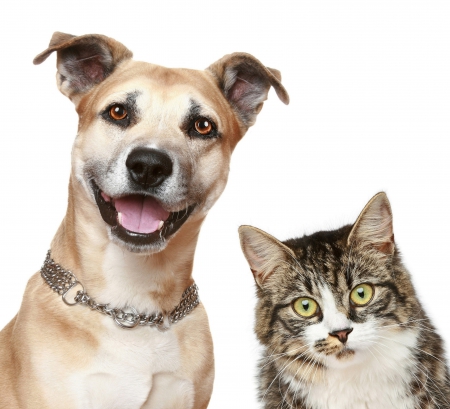 * Dog and cat * - animal, animals, dogs, cat, dog