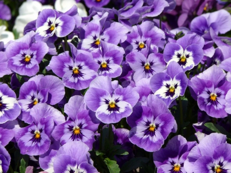 Pansies - white, pansy, purple, viola tricolor, pink, flower