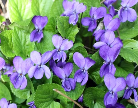 Viola Riviniana - Viola Riviniana, purple, blue, green, spring, violet, flower