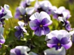 Pansies