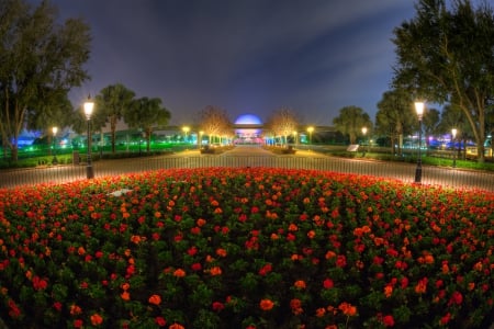 Disney Park - flowers, street, lights, evening, buildings, geranium