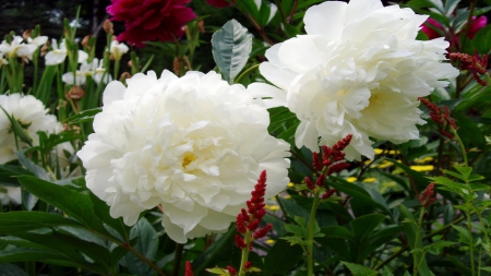 White Peonies - white, nature, peonies, leaves, green, flowers, garden