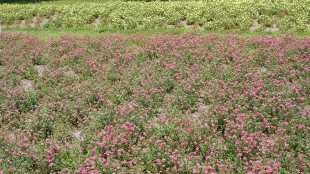 Flowers - yellow, magenta, deep pink, flowers, flower