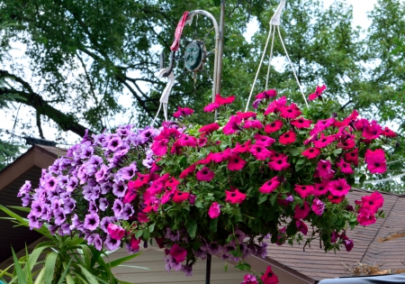 Beautiful Flower Baskets - beautiful flower baskets, hanging flowers, flower baskets, hanging baskets