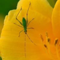 Katyid Nymph