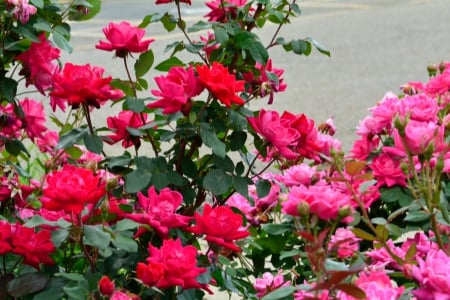 Pink and Red Rose Bushes - roses, Pink and Red Rose Bushes, pink roses, rose bushes, red roses