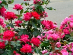 Pink and Red Rose Bushes