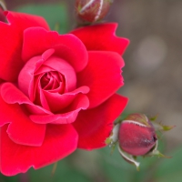 Macro Rose Blossom