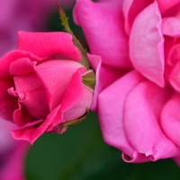 Pink and Red Rose Blossom