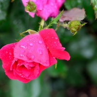 Rainy Rose