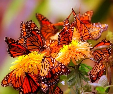 Butterfly Buffet - flower, butterflies, group, orange, yellow