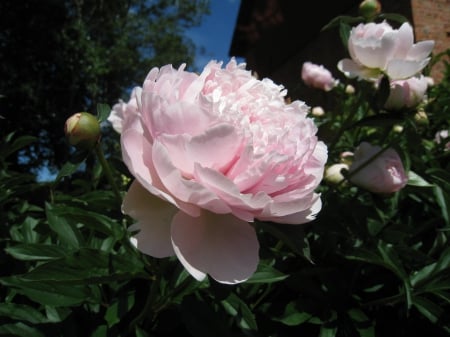 Pink Peony - sky, peony, summer, flowers, colors, garden