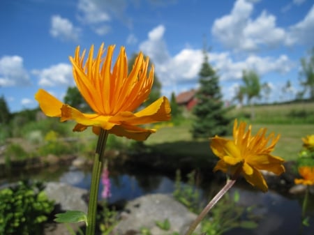 Orange flowers - flowers, clouds, house, trees, water, garden, orange, sky