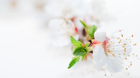 White Blossom - white, lily, flowers, blossom, tree, macro